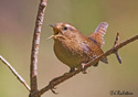 Troglodytes paciﬁcus 